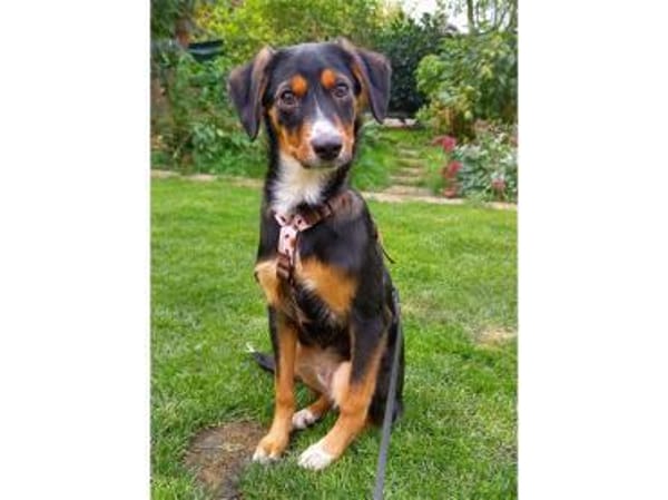 Carlos - wartet in 91325 Adelsdorf