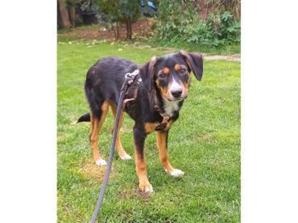 Carlos - wartet in 91325 Adelsdorf