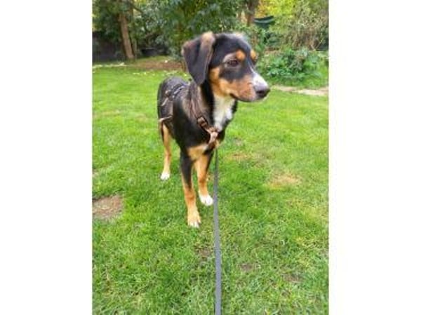 Carlos - wartet in 91325 Adelsdorf