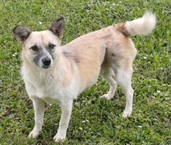 Katzenfreundliche Sina