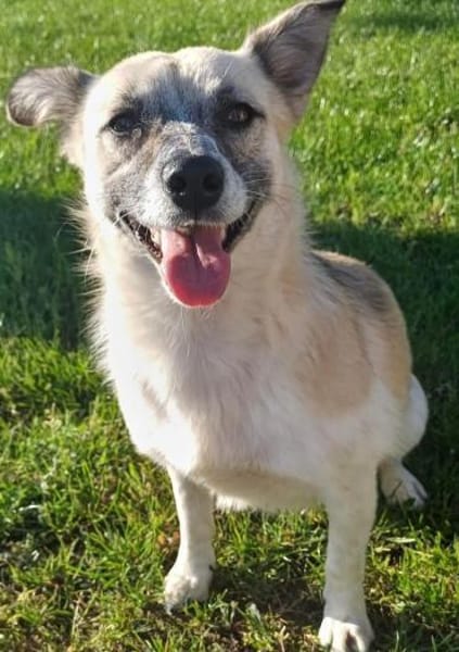 Katzenfreundliche Sina