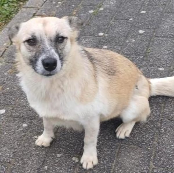 Katzenfreundliche Sina