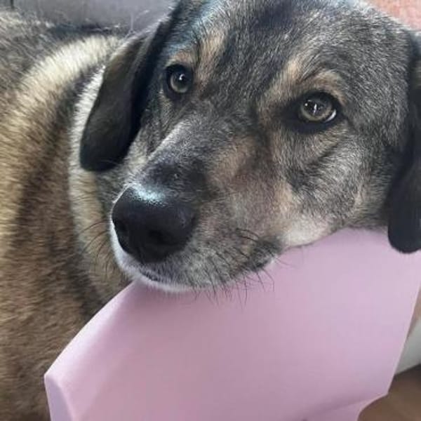 Rüde Shadow sucht Herzensmenschen