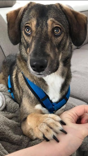 Rüde Shadow sucht Herzensmenschen