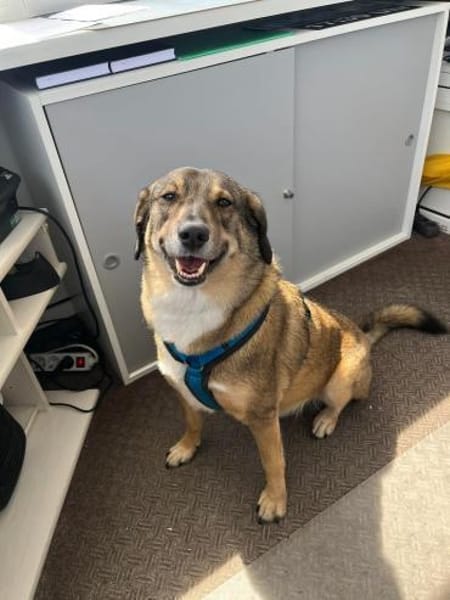 Rüde Shadow sucht Herzensmenschen