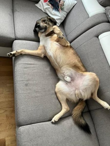 Rüde Shadow sucht Herzensmenschen