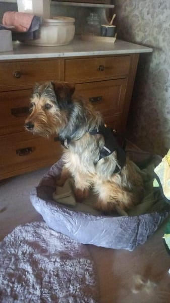 Luko sucht liebe Menschen