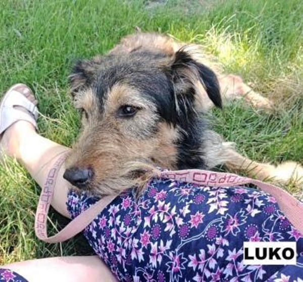 Luko sucht liebe Menschen