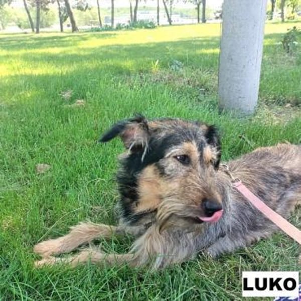 Luko sucht liebe Menschen