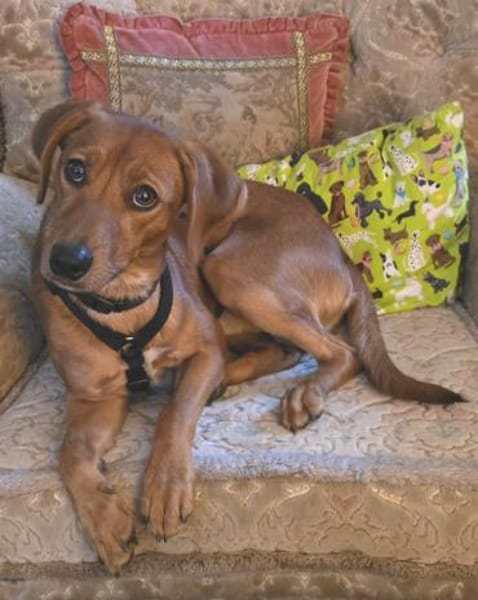 Maico (zur Pflege in 59423 Unna)