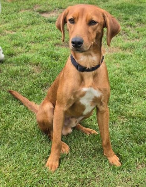 Maico (zur Pflege in 59423 Unna)