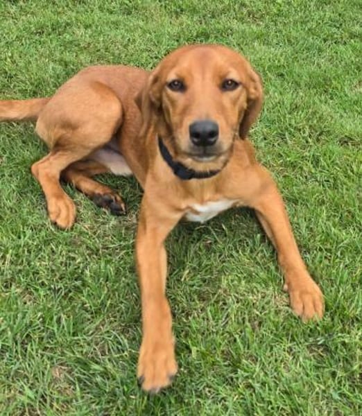 Maico (zur Pflege in 59423 Unna)