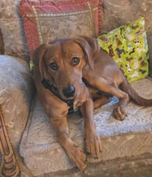 Maico (zur Pflege in 59423 Unna)