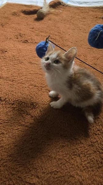 Kämpferin Amelie 🌸sucht ihre Familie