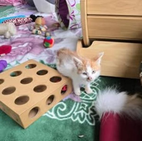 Kämpferin Amelie 🌸sucht ihre Familie
