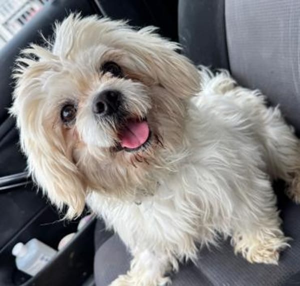 đFlockiđsucht sein Zuhause đđŸ