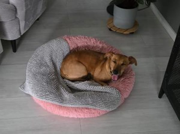 🐾 Gianna sucht ihr Für-immer-Zuhause💕