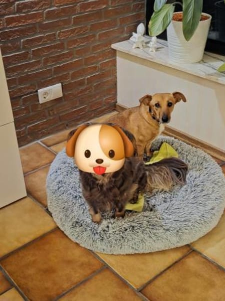 🐾 Gianna sucht ihr Für-immer-Zuhause💕