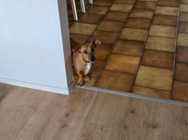 🐾 Gianna sucht ihr Für-immer-Zuhause💕