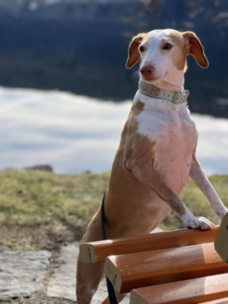 die hübsche Siva sucht ein Zuhause