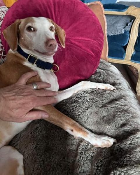 die hübsche Siva sucht ein Zuhause