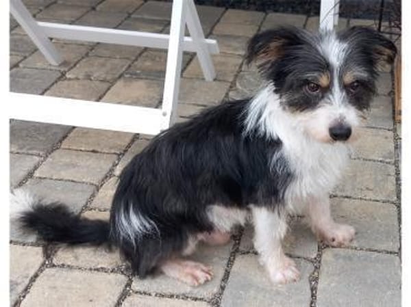 Benjo - wartet in 73494 Rosenberg