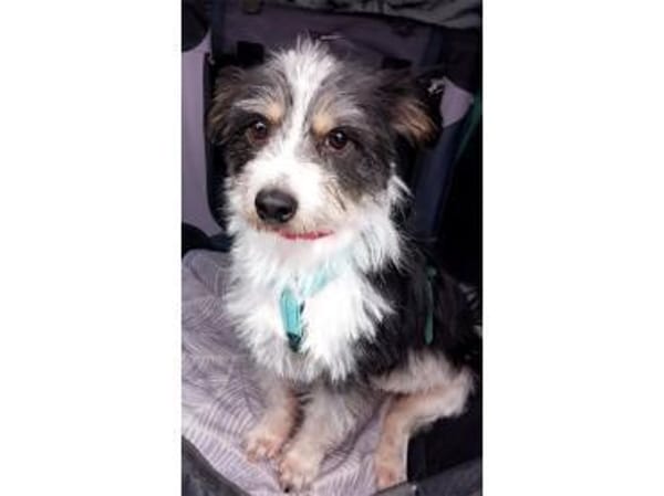 Benjo - wartet in 73494 Rosenberg