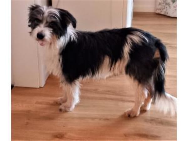 Benjo - wartet in 73494 Rosenberg