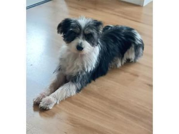 Benjo - wartet in 73494 Rosenberg