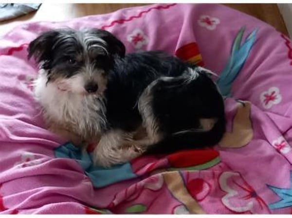 Benjo - wartet in 73494 Rosenberg