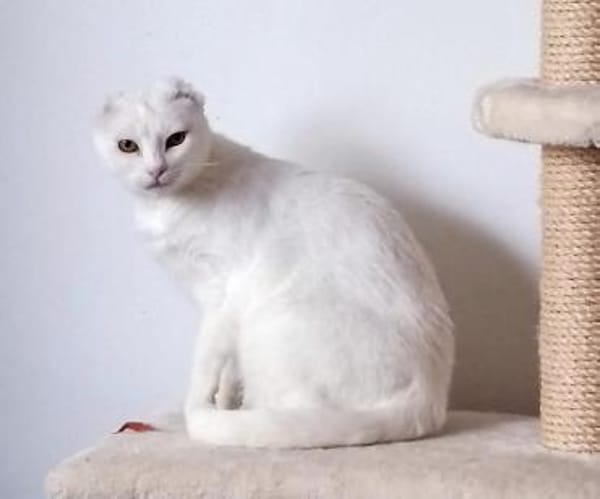 Nava sucht in Wohnungshaltung