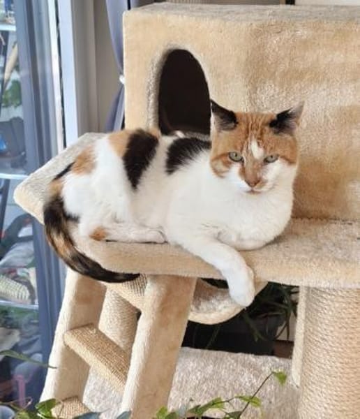 Trudi sucht mit Freigang
