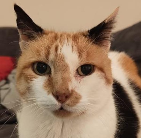 Trudi sucht mit Freigang