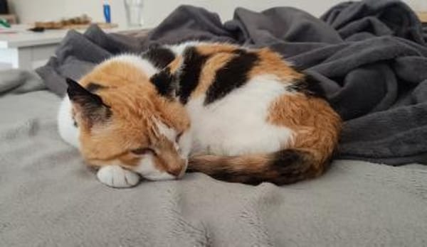 Trudi sucht mit Freigang