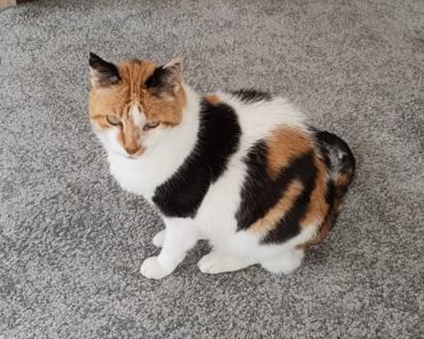 Trudi sucht mit Freigang