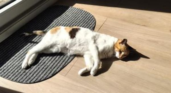 Trudi sucht mit Freigang