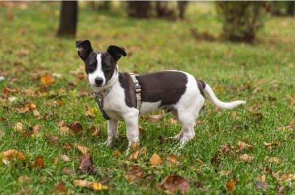 wunderschöner Welpe Milku in BY