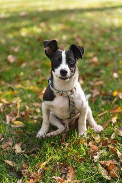 wunderschöner Welpe Milku in BY