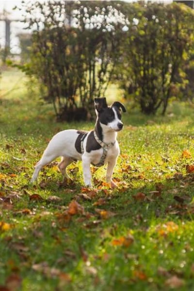 wunderschöner Welpe Milku in BY