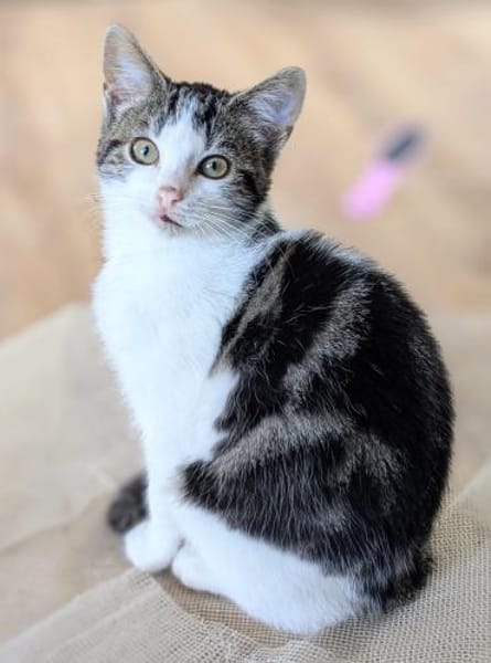 Fenja