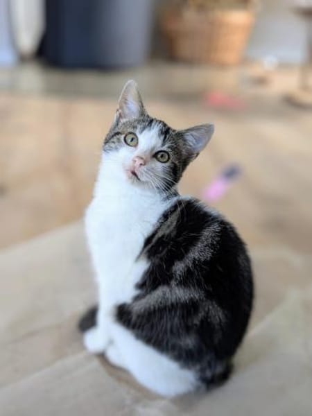 Fenja