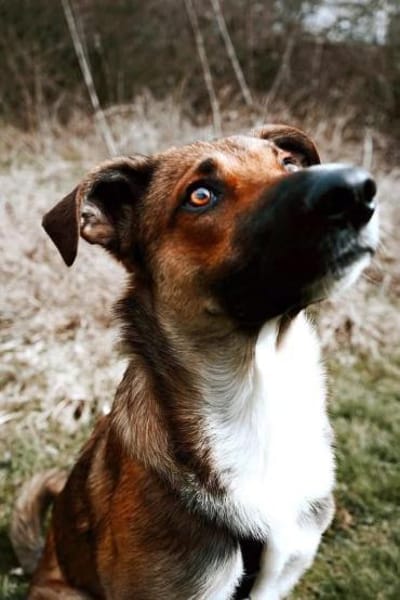 Athos sucht liebe Menschen