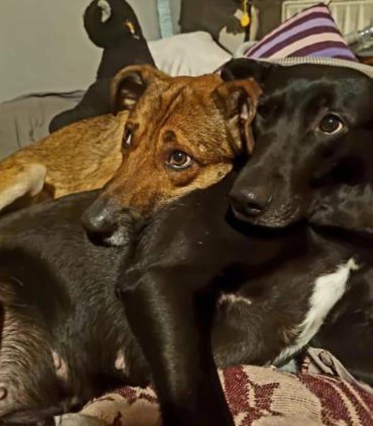 Athos sucht liebe Menschen