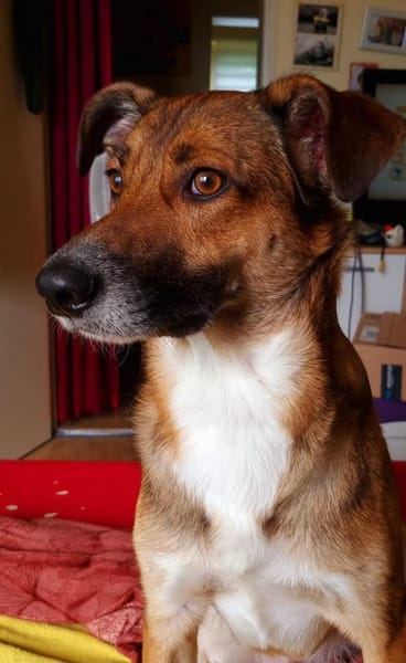 Athos sucht liebe Menschen