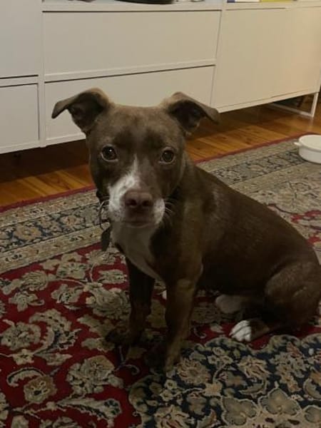 Notfellchen Taavi sucht Zuhause