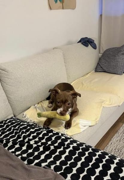 Notfellchen Taavi sucht Zuhause