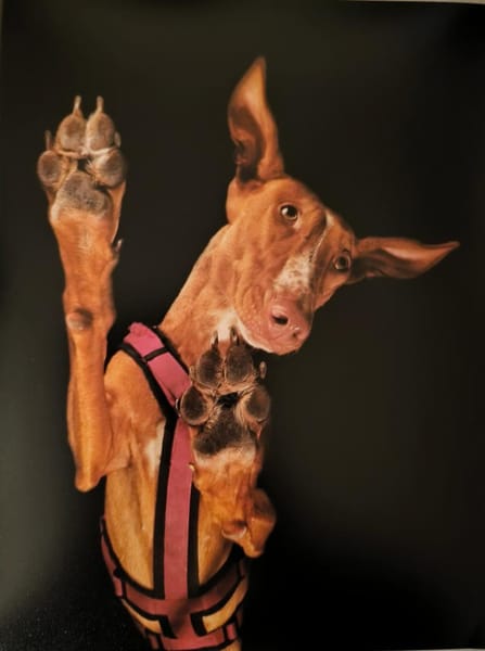 Wo ist bloß Lina's Mensch