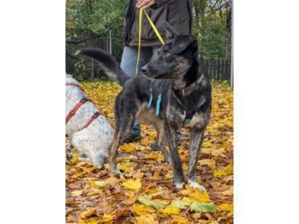 Leif - wartet in 91358 Kunreuth