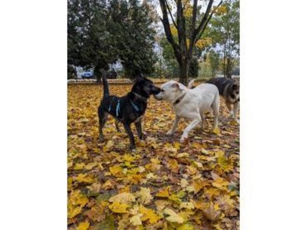 Leif - wartet in 91358 Kunreuth