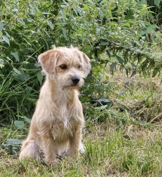 GESELLIGE KLEINFAMILIE